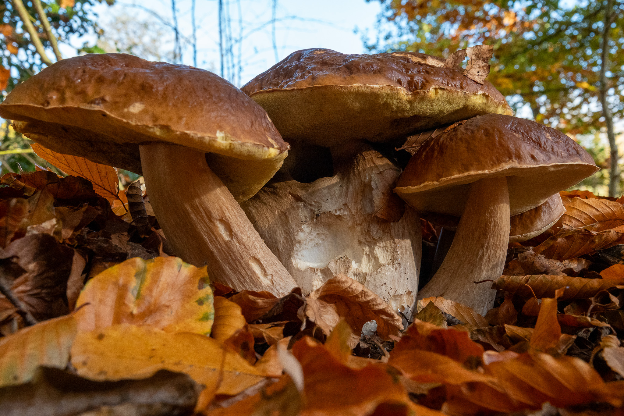 20251108   Huys te Warmond met Brigitte   008